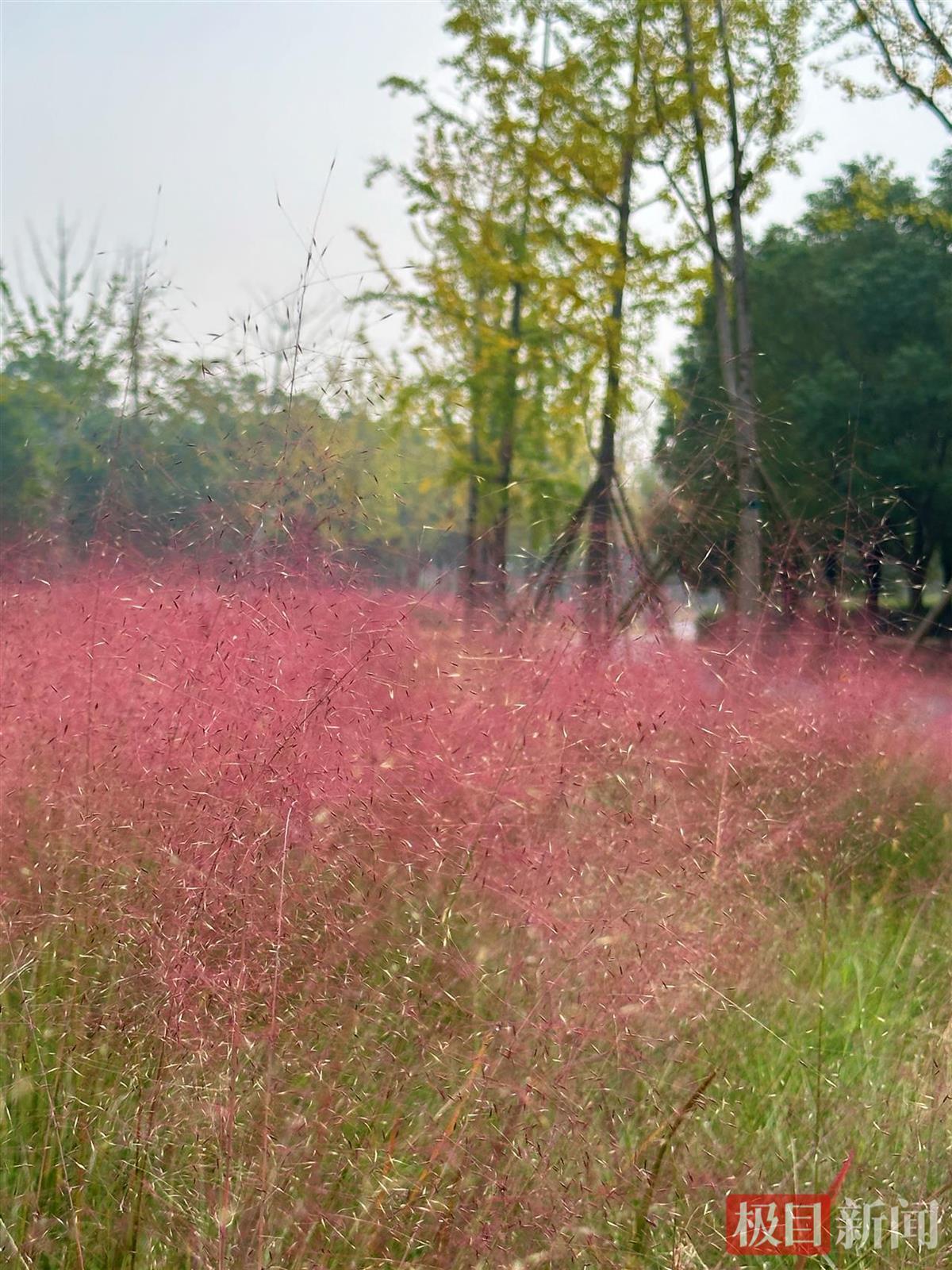 不止拍照出片！襄阳粉黛花海成市民日常：遛狗、散心，把日子过成诗