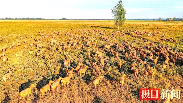 江豚起舞麋鹿撒欢  荆江之畔成为“湿地精灵”乐园