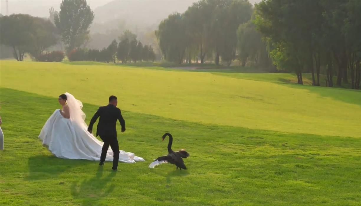 新人拍婚纱照遭遇“黑天鹅抢新娘”，新郎：当时有点害怕，最后用捧花将天鹅赶走