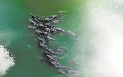 鹤峰野生胖头鱼组团出游