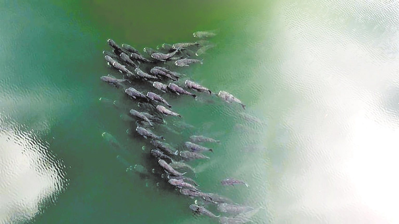 鹤峰野生胖头鱼组团出游