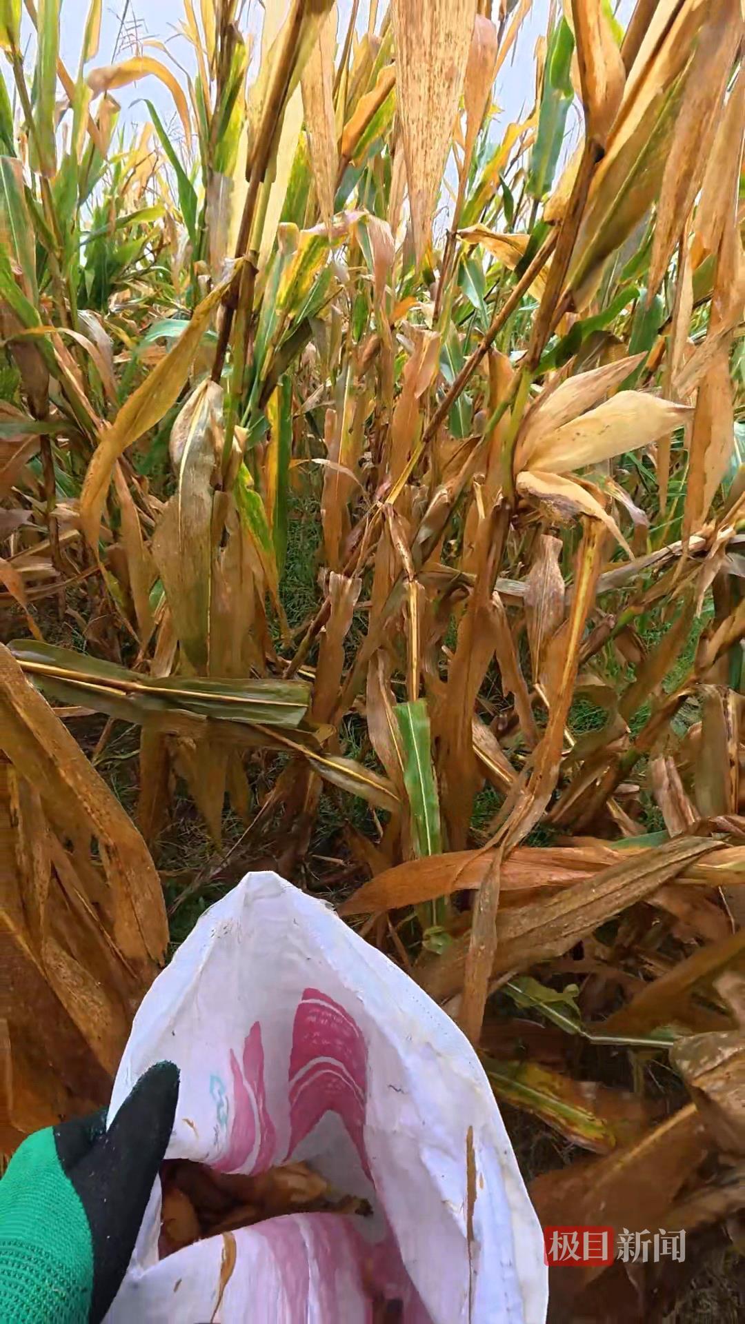 山东一大学生国庆8天假掰了7天半玉米，本人称“自己多弯一次腰父母就少吃一点苦”