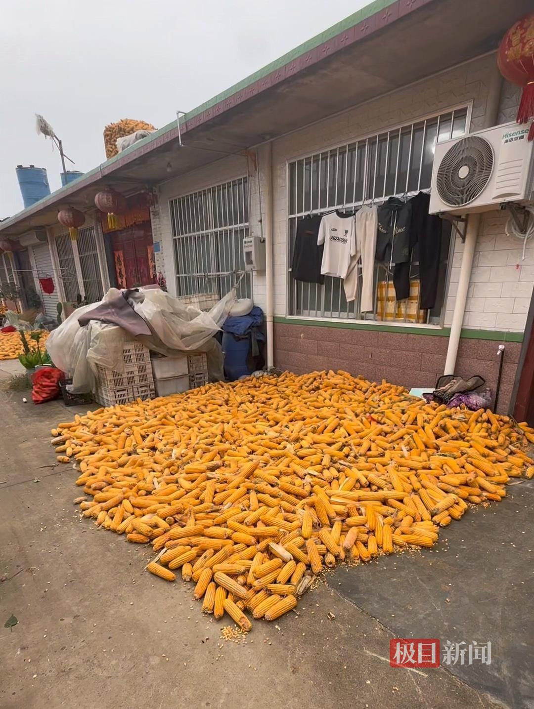 山东一大学生国庆8天假掰了7天半玉米，本人称“自己多弯一次腰父母就少吃一点苦”