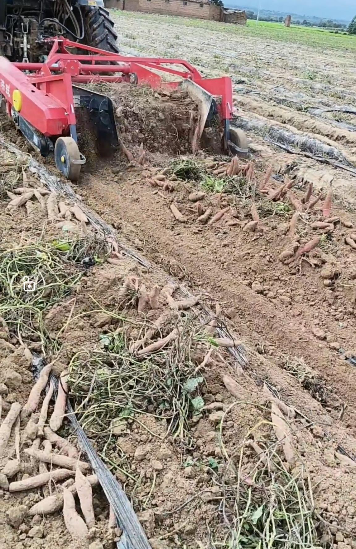 数百人冲进地里捡红薯，田主称是秋收剩下的，网友：免费翻地，利人利己