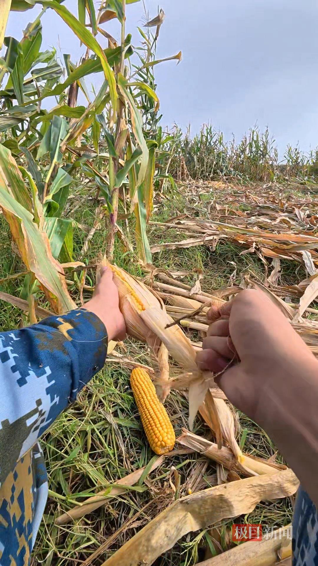 山东一大学生国庆8天假掰了7天半玉米，本人称“自己多弯一次腰父母就少吃一点苦”