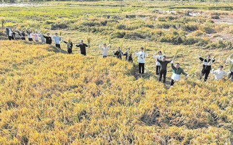 春华秋实 湖大学生喜收水稻