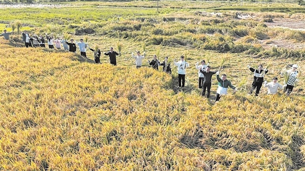 春华秋实 湖大学生喜收水稻