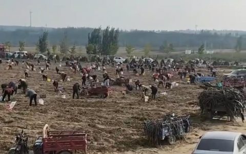 数百人冲进地里捡红薯，田主称是秋收剩下的，网友：免费翻地，利人利己