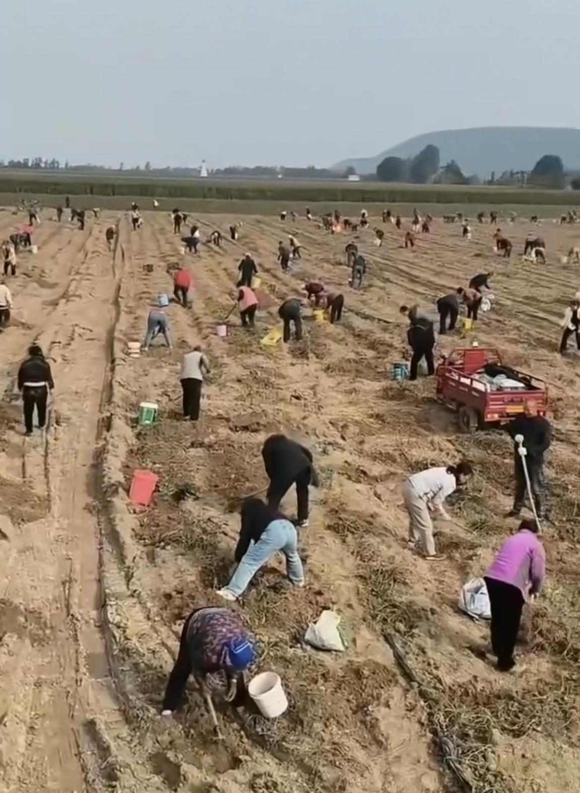 数百人冲进地里捡红薯，田主称是秋收剩下的，网友：免费翻地，利人利己