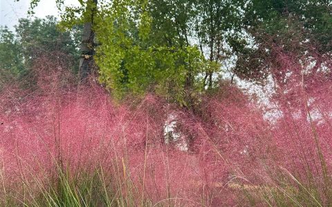 不止拍照出片！襄阳粉黛花海成市民日常：遛狗、散心，把日子过成诗