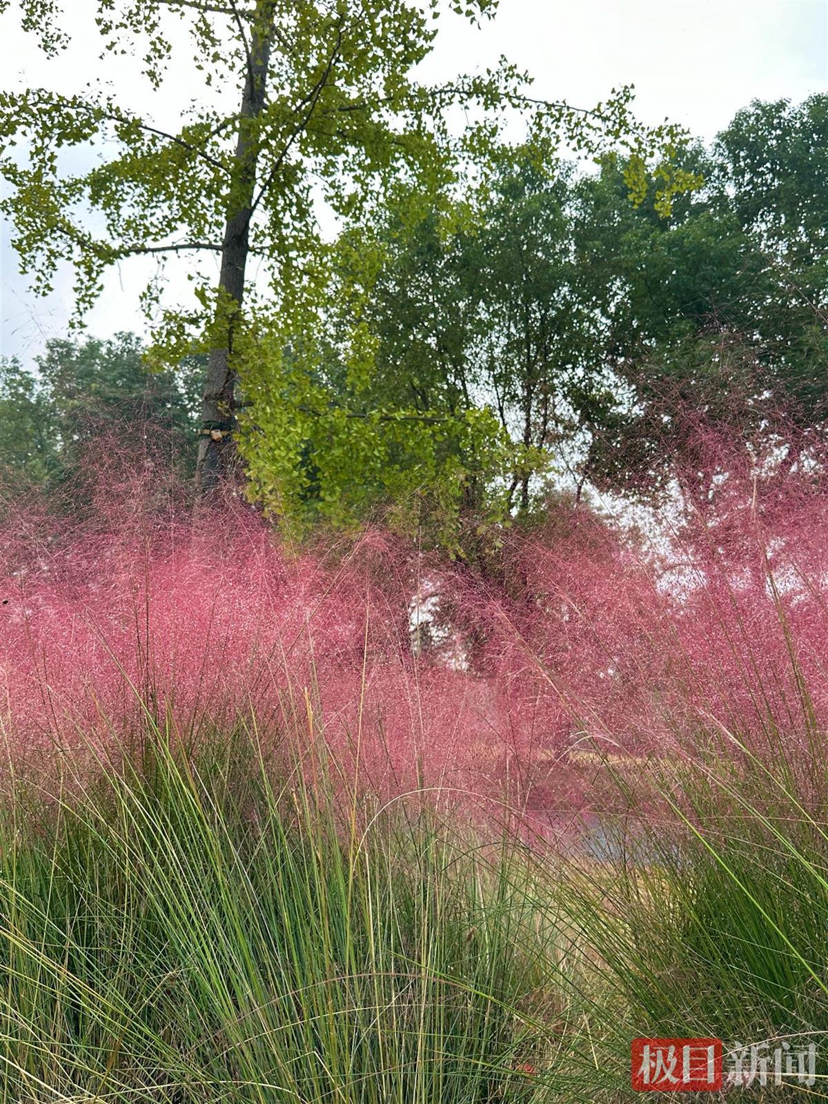 不止拍照出片！襄阳粉黛花海成市民日常：遛狗、散心，把日子过成诗