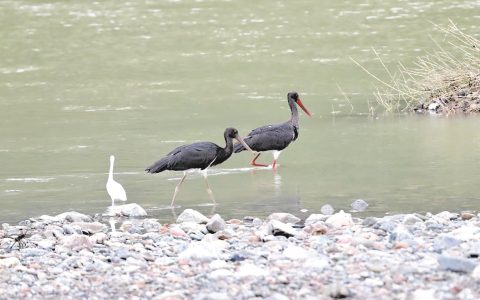 “鸟中大熊猫”提前越冬 十堰生态改善引珍稀鸟类频现