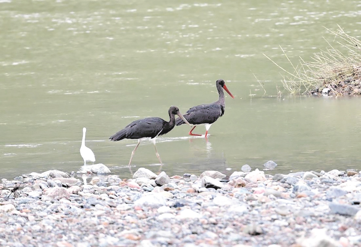 “鸟中大熊猫”提前越冬 十堰生态改善引珍稀鸟类频现