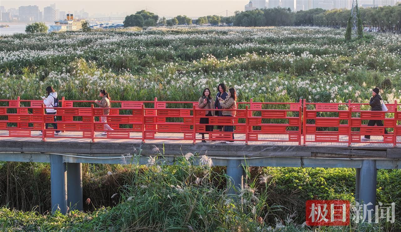 荻花盛放，汉口江滩迎来冬日盛景