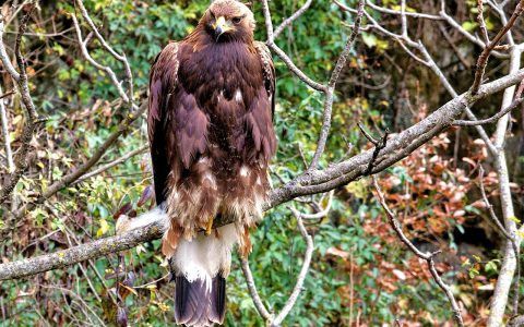 巴东近距离“捕捉”金雕身影 三峡库区生态持续向好