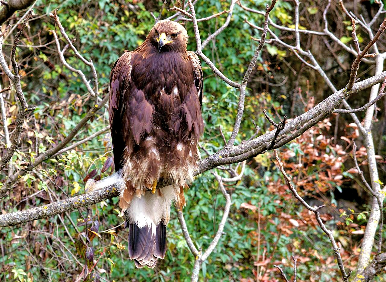 巴东近距离“捕捉”金雕身影 三峡库区生态持续向好