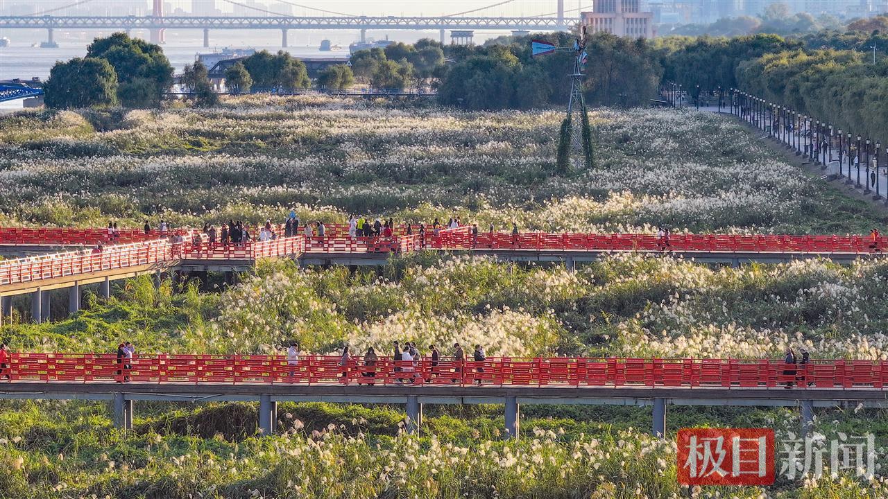 荻花盛放，汉口江滩迎来冬日盛景