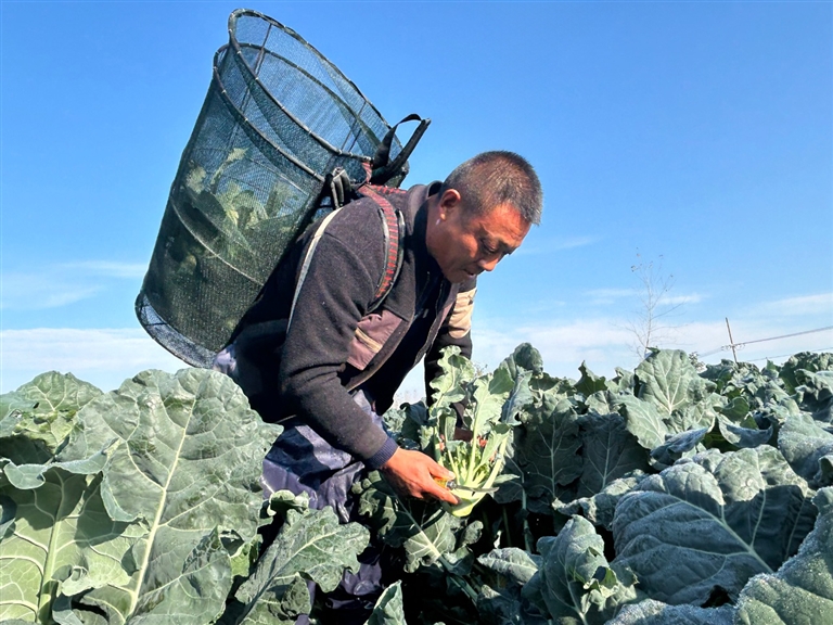 1600亩西蓝花迎来采收季