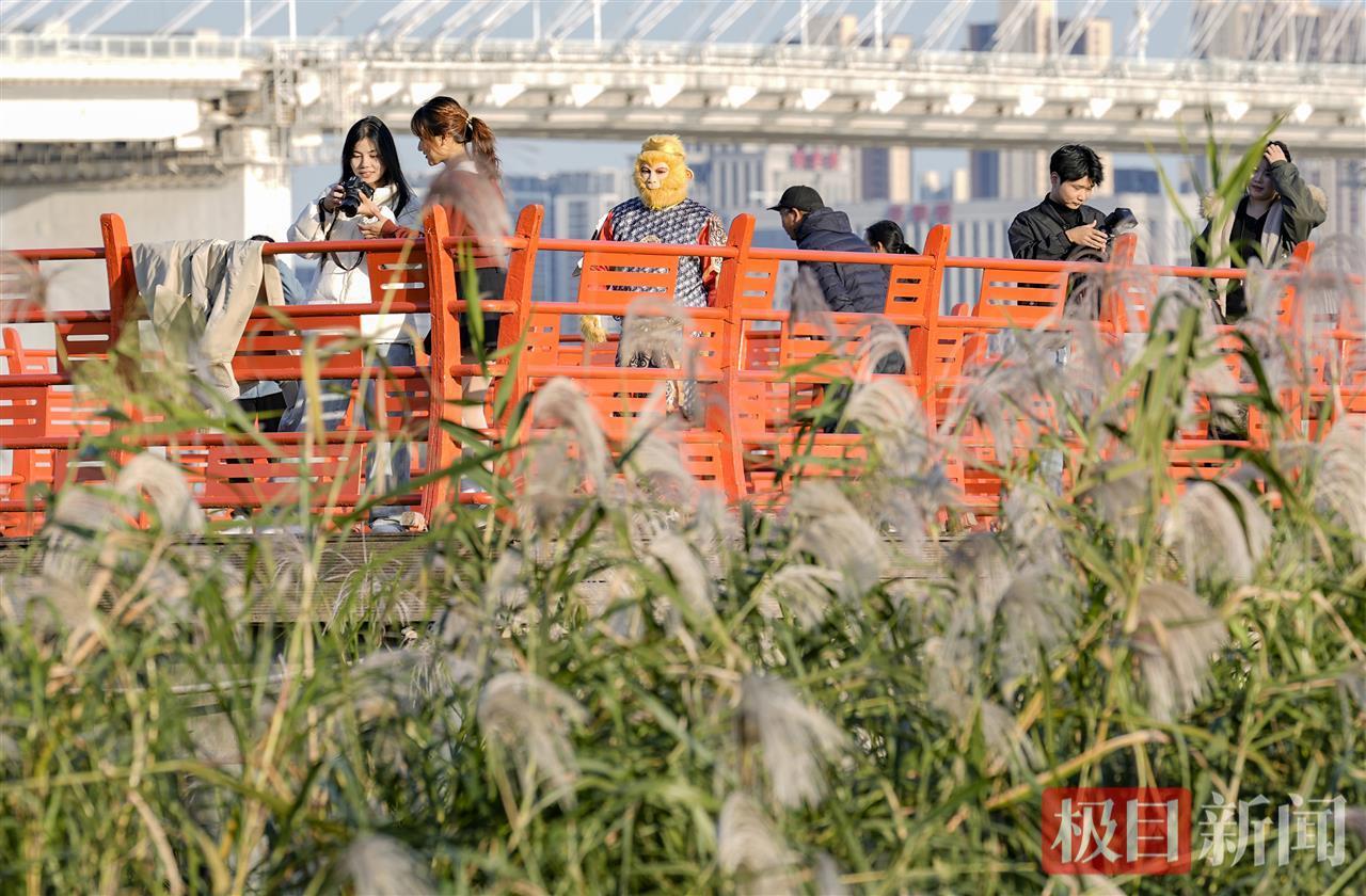 荻花盛放，汉口江滩迎来冬日盛景