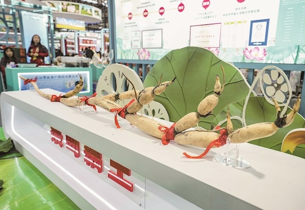 来农博会 看新奇特