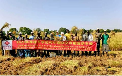23位湖北农技专家7年接力支援 非洲一国家种植中国水稻亩产翻番
