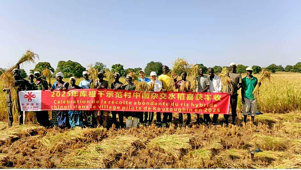 23位湖北农技专家7年接力支援 非洲一国家种植中国水稻亩产翻番