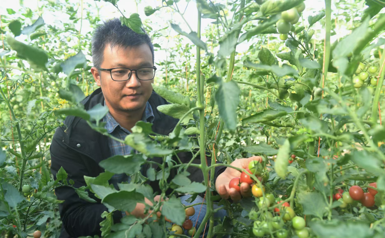 一颗小番茄 带富一方人