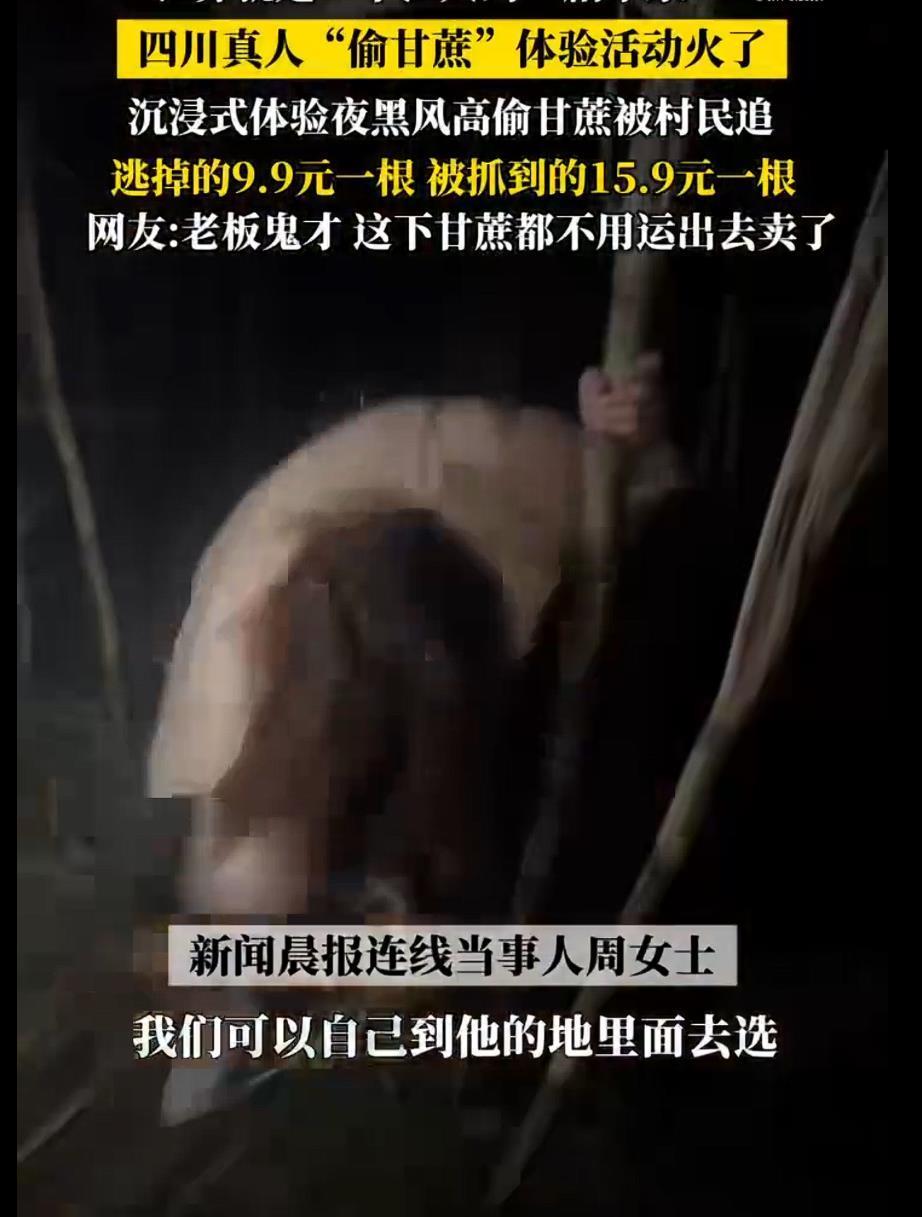 极目锐评丨四川“9.9元偷甘蔗”火了！“偷感”狂欢背后的风险不可忽视