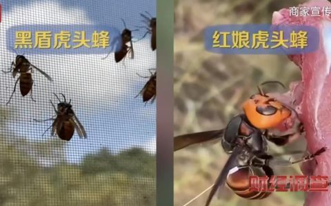 云南龙陵一家企业养殖伤人蜂，缴纳6666元包教包会，当地多部门回应