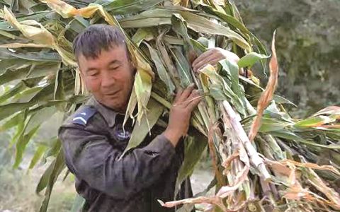 新疆于田大学生一句留言求助 20多名民辅警上门帮收玉米