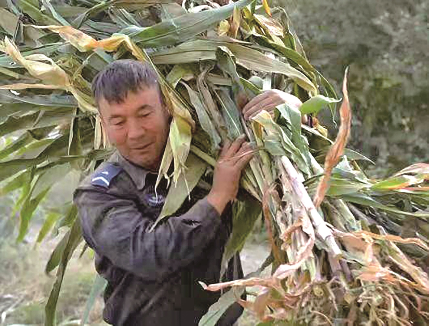 新疆于田大学生一句留言求助 20多名民辅警上门帮收玉米