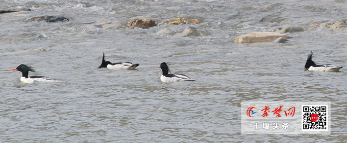 越冬“稀客”驾到！中华秋沙鸭连续三年打卡十堰湿地