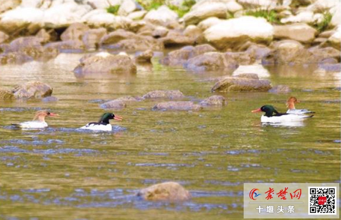 中华秋沙鸭现身天河