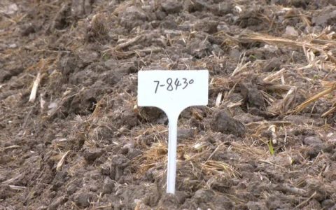 崖州湾国家实验室荆州粮油作物试验基地（江陵）开启新季油菜育种