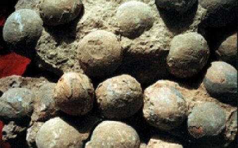 “一个蛋也不能少！” 十堰青龙山近万枚恐龙蛋化石首次实现“身份证ID”