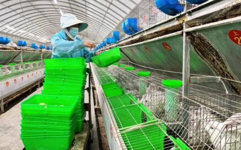 跟着市场“跳”，从纯养殖“跳”出全产业链——陈场兔，更抢手