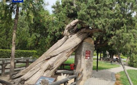 容美土司遗址·古南方红豆杉入选首批“国保单位·古树名木”协同保护名录