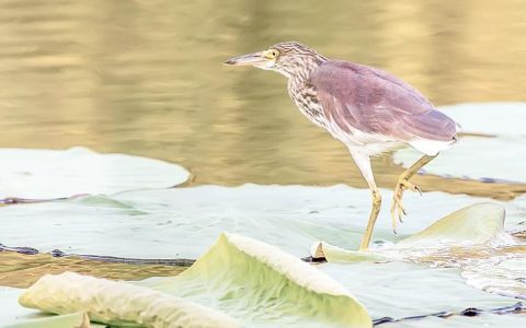 夏去情长 “候鸟”归家