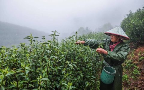“千年贡茶之乡”的新答卷