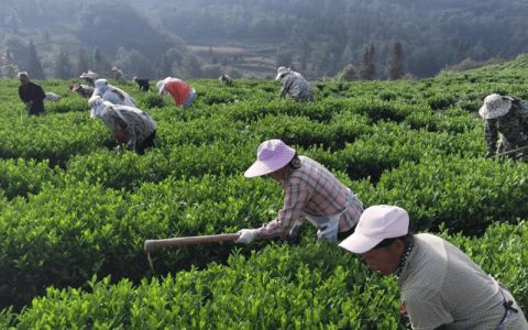 巴东县“田间课堂”赋能茶园管护提质增效