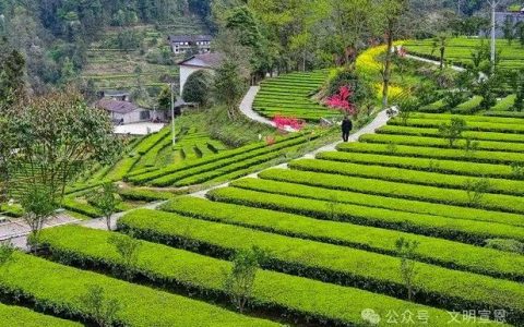 宣恩晓关侗族乡推进欧标茶园建设