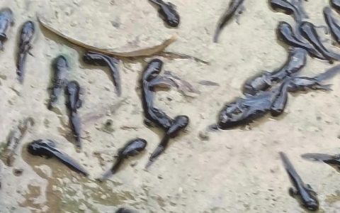 宣恩县放流1万尾大鲵鱼苗