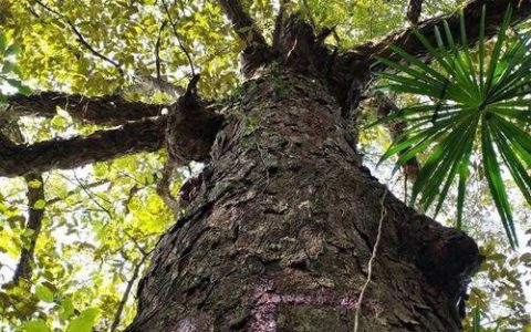 咸丰县多举措保护892株古树名木