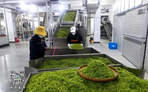 咸丰县首条抹茶生产线投产