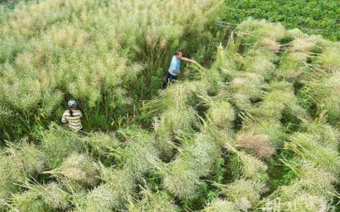 咸丰县： 抢收油菜促换茬