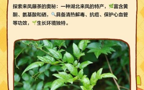 来凤藤茶“一鸣惊人”的经验启示
