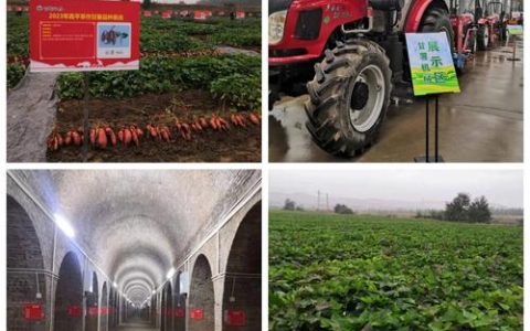 国家甘薯产业技术体系新品种新技术观摩暨恩施甘薯种植技能培训会在来凤举行