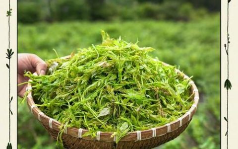 来凤藤茶亮相北京茶博会