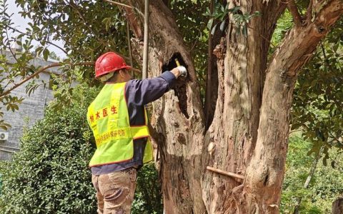 来凤县23株古树获“定制化”复壮
