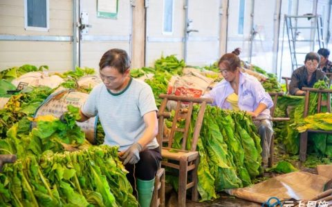 鹤峰县首批烟叶开烤